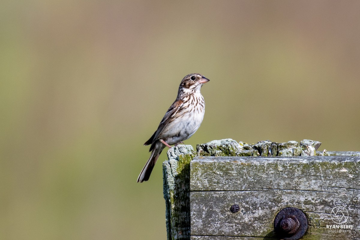 Vesper Sparrow - ML619892318