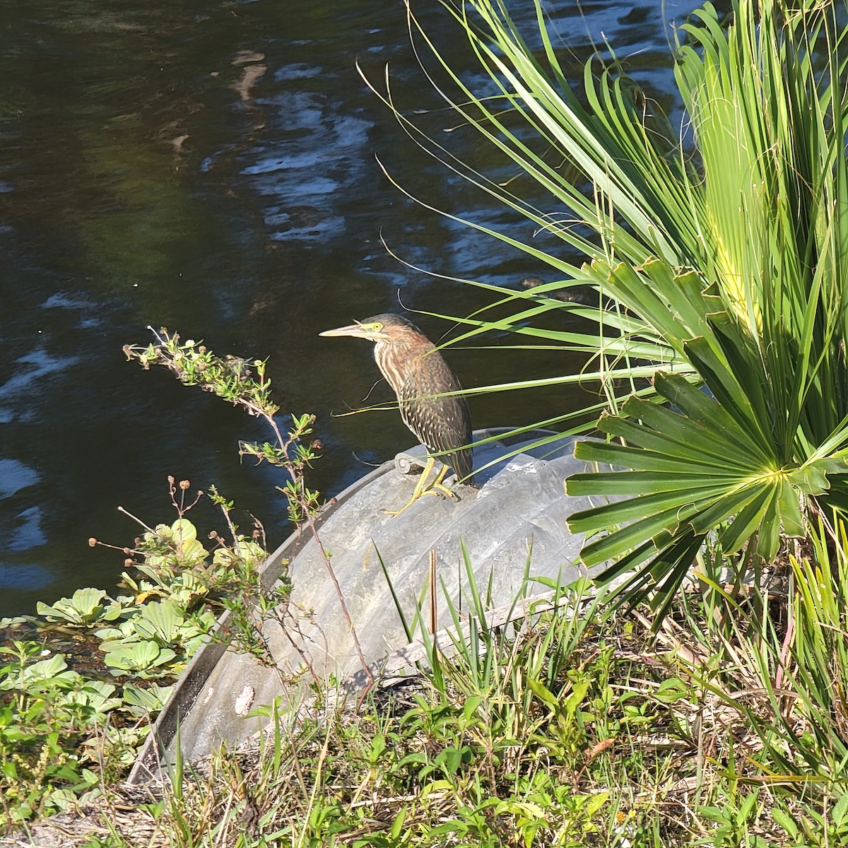 Green Heron - ML619892320