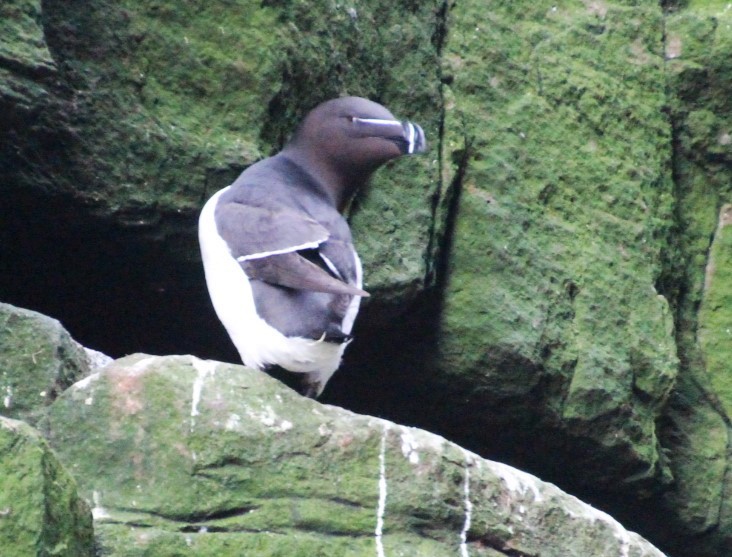 Razorbill - ML619892324