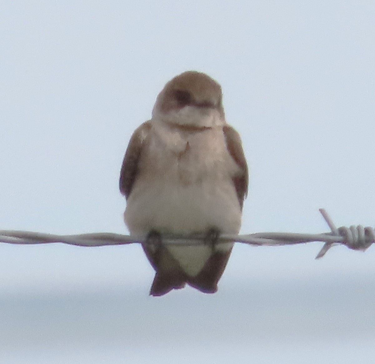 Northern Rough-winged Swallow - ML619892330