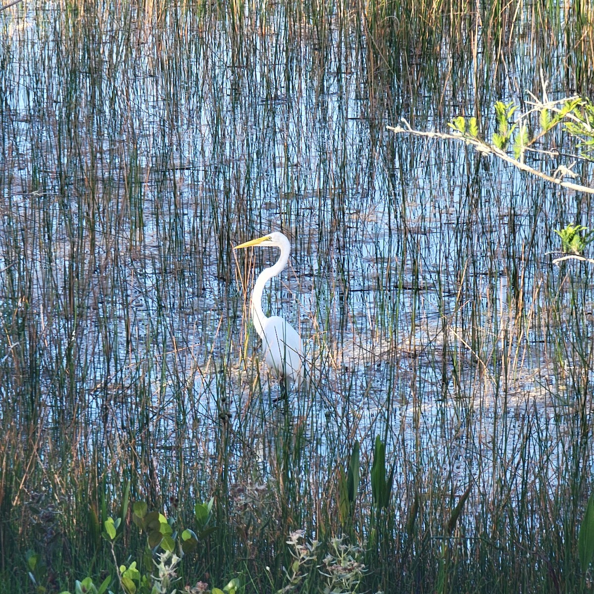 Great Egret - ML619892339