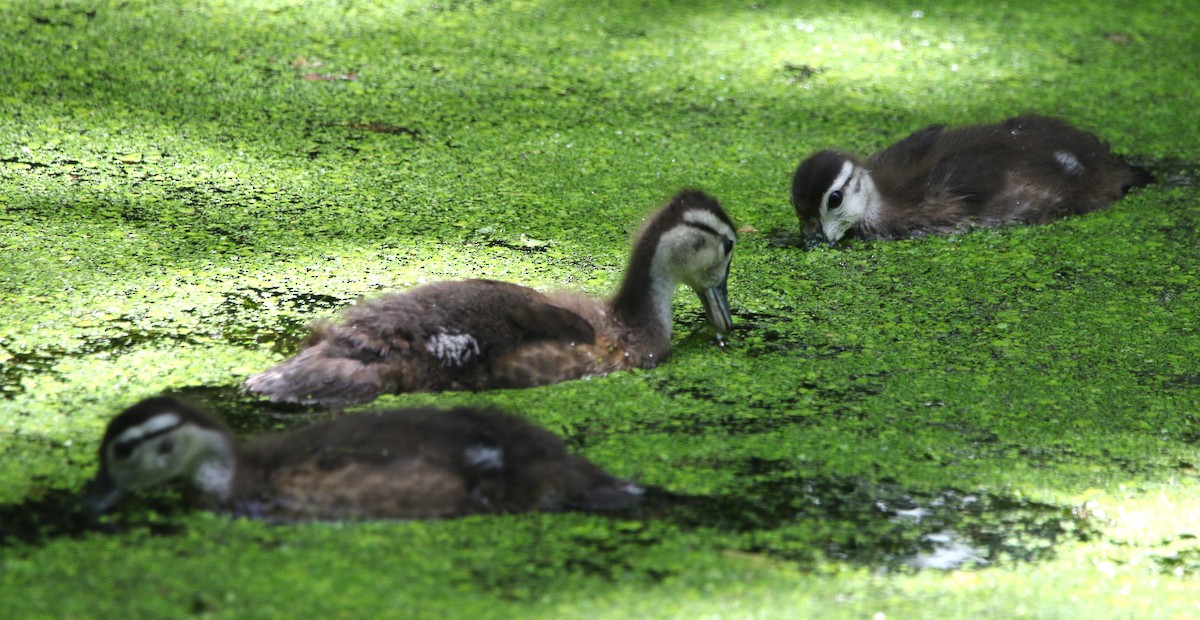 Wood Duck - ML619892349