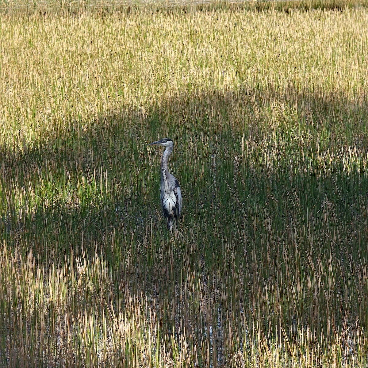 Great Blue Heron - ML619892357