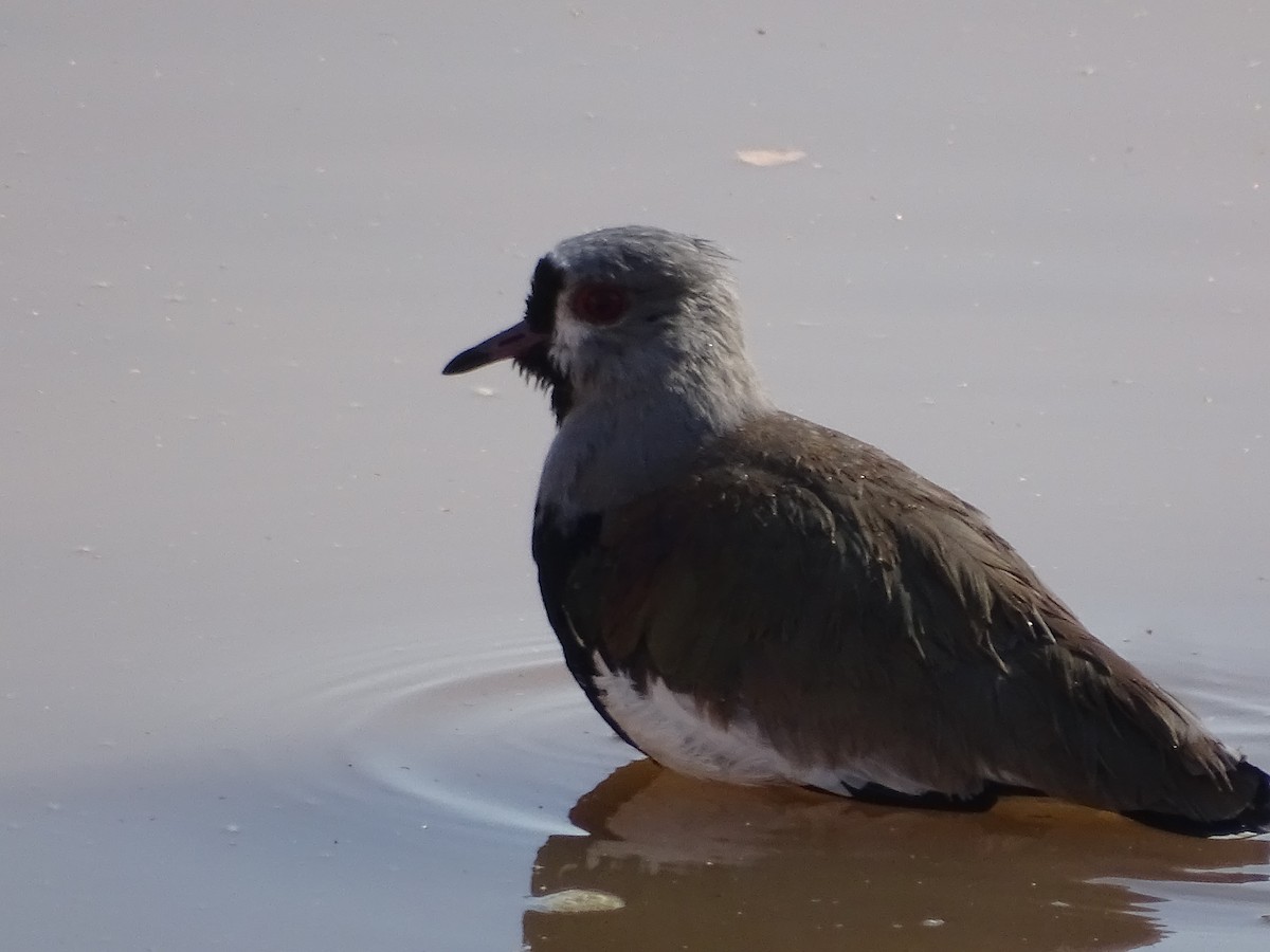 Southern Lapwing - José Ignacio Catalán Ruiz