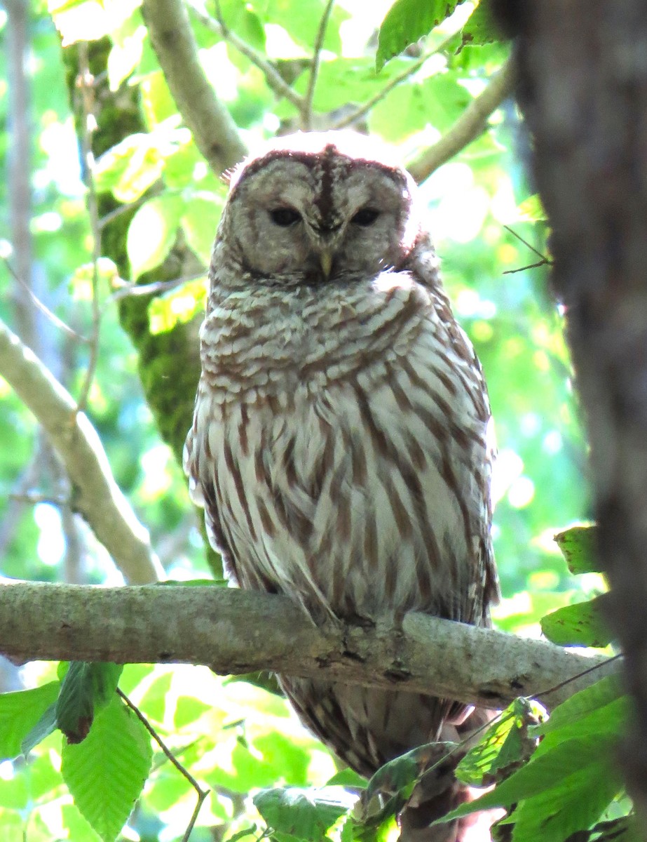 Barred Owl - ML619892362