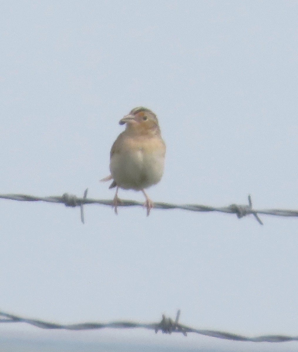 Field Sparrow - ML619892365