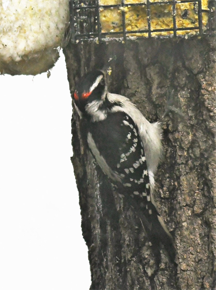 Hairy Woodpecker - ML619892372