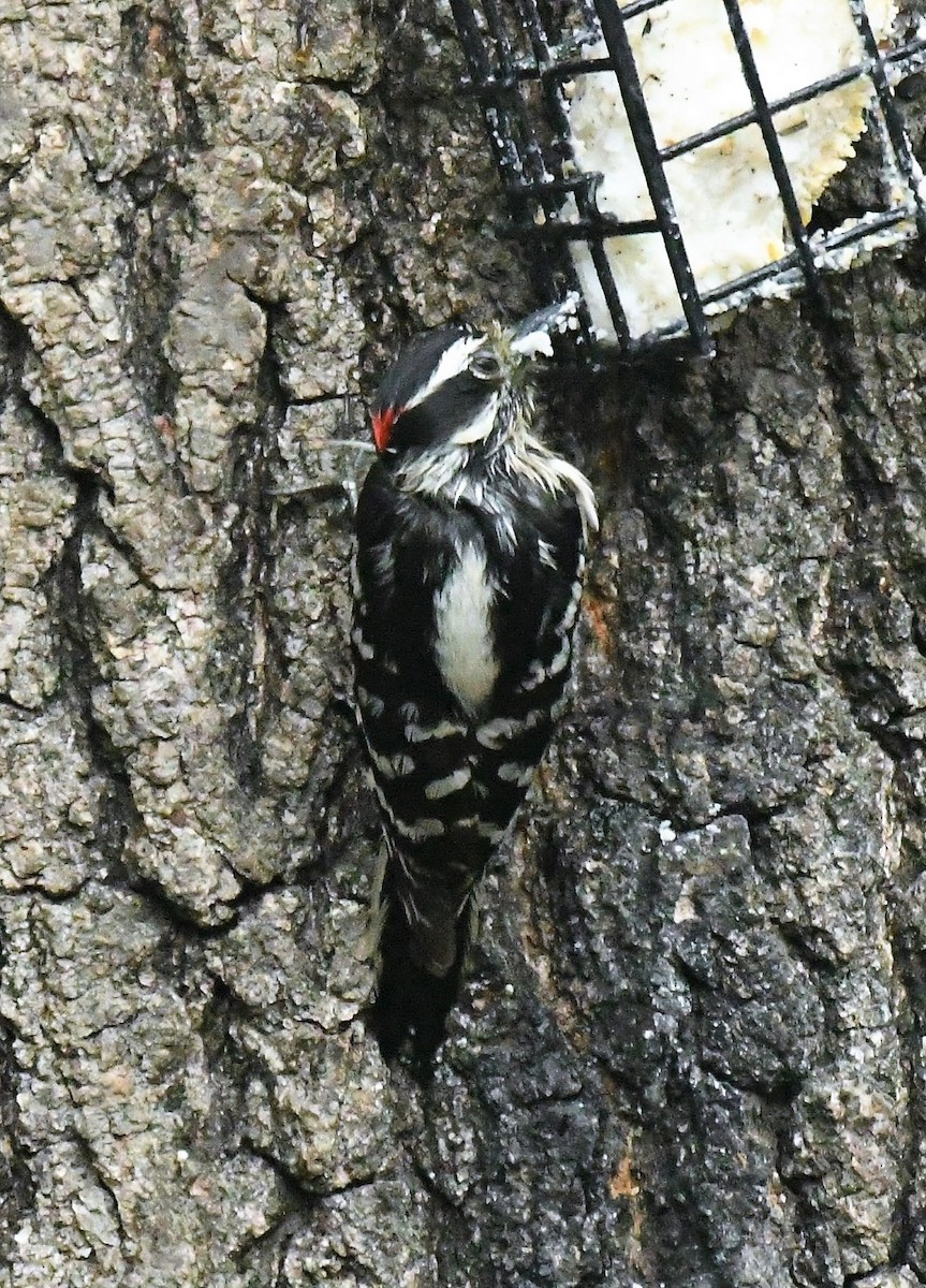 Hairy Woodpecker - ML619892374