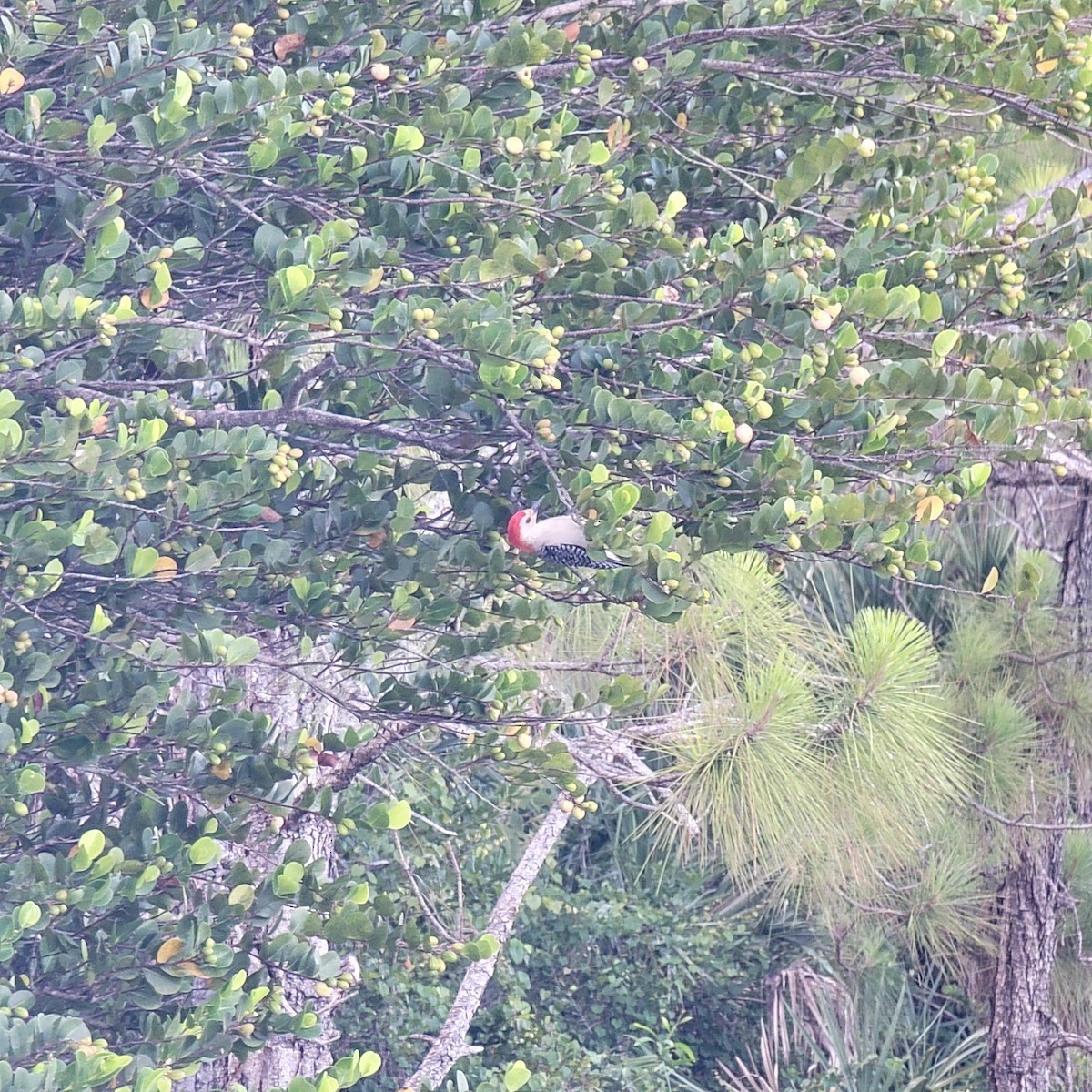 Red-bellied Woodpecker - ML619892379