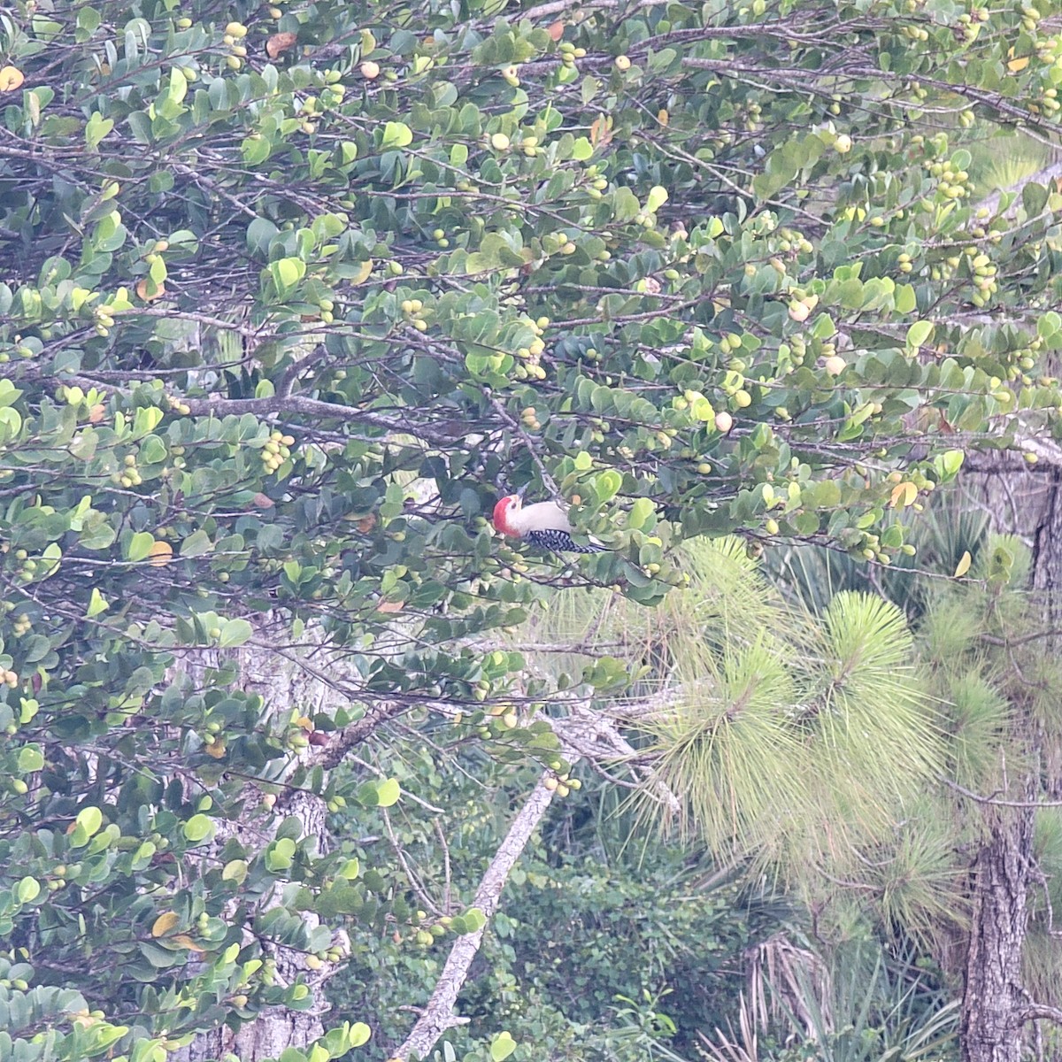 Red-bellied Woodpecker - Brittany Mason