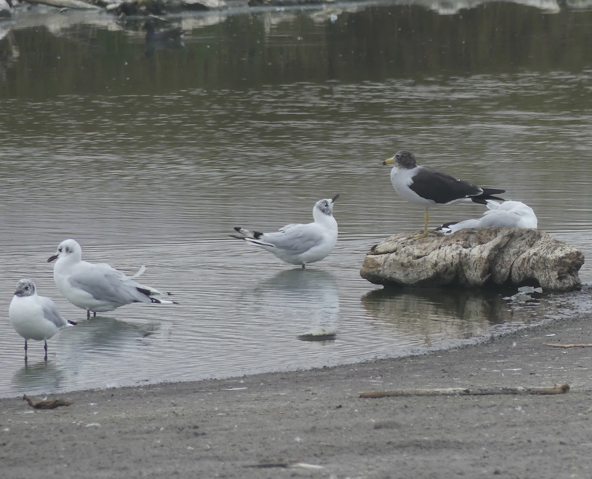 Belcher's Gull - ML619892384