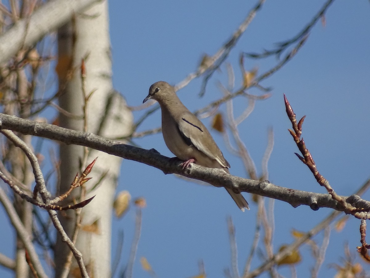 Picui Ground Dove - ML619892386