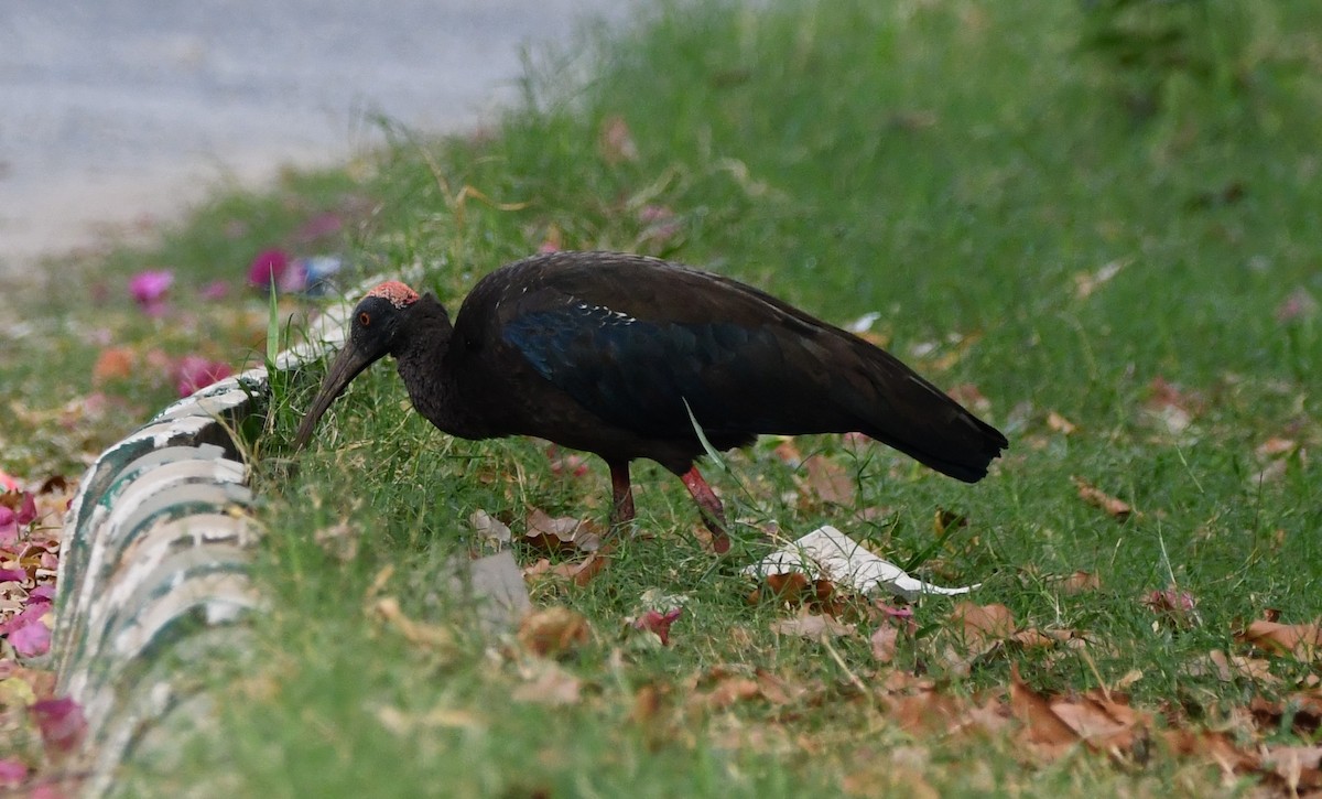 Red-naped Ibis - ML619892390