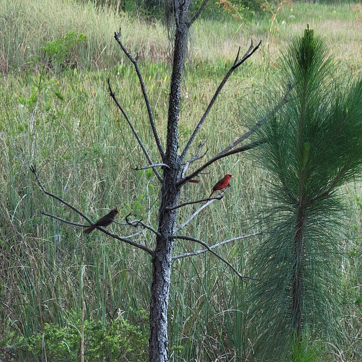 Cardinal rouge - ML619892399