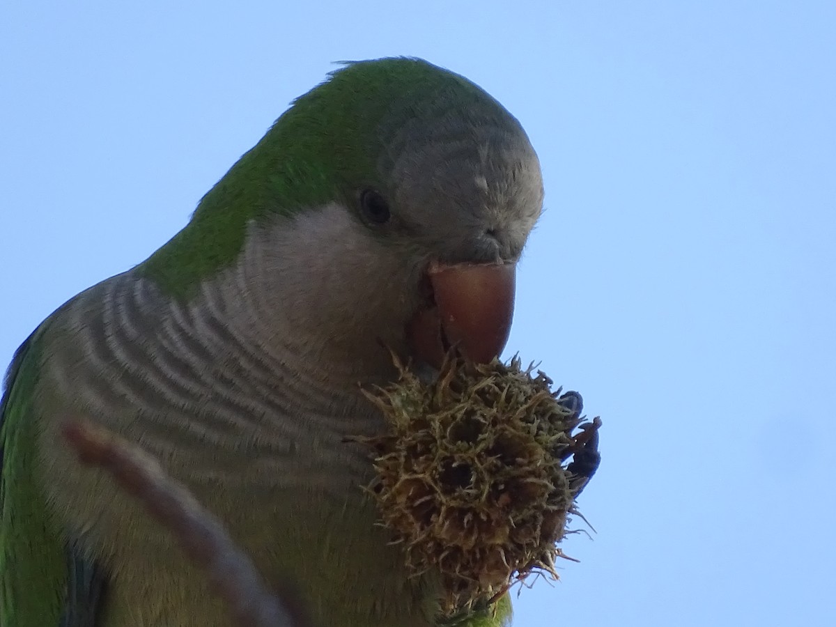 Monk Parakeet - ML619892401