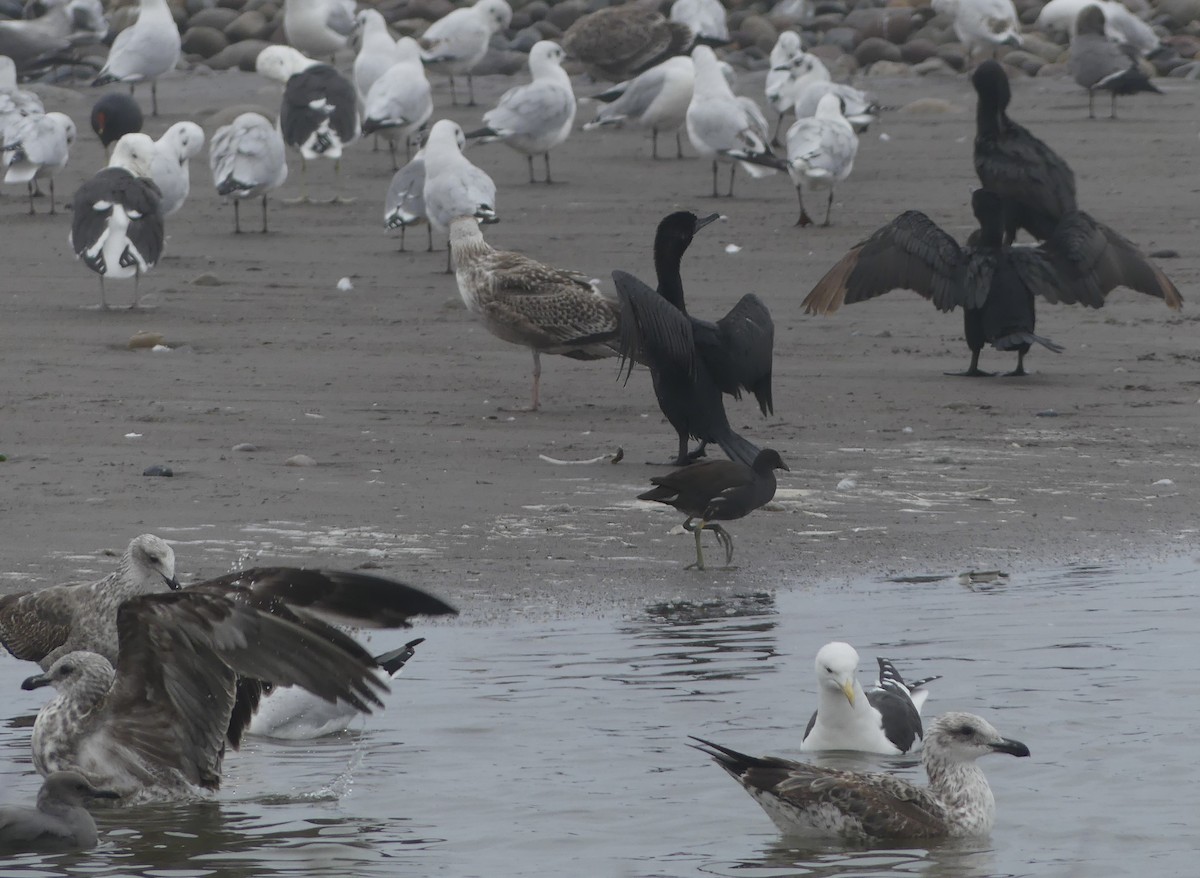 Neotropic Cormorant - ML619892405