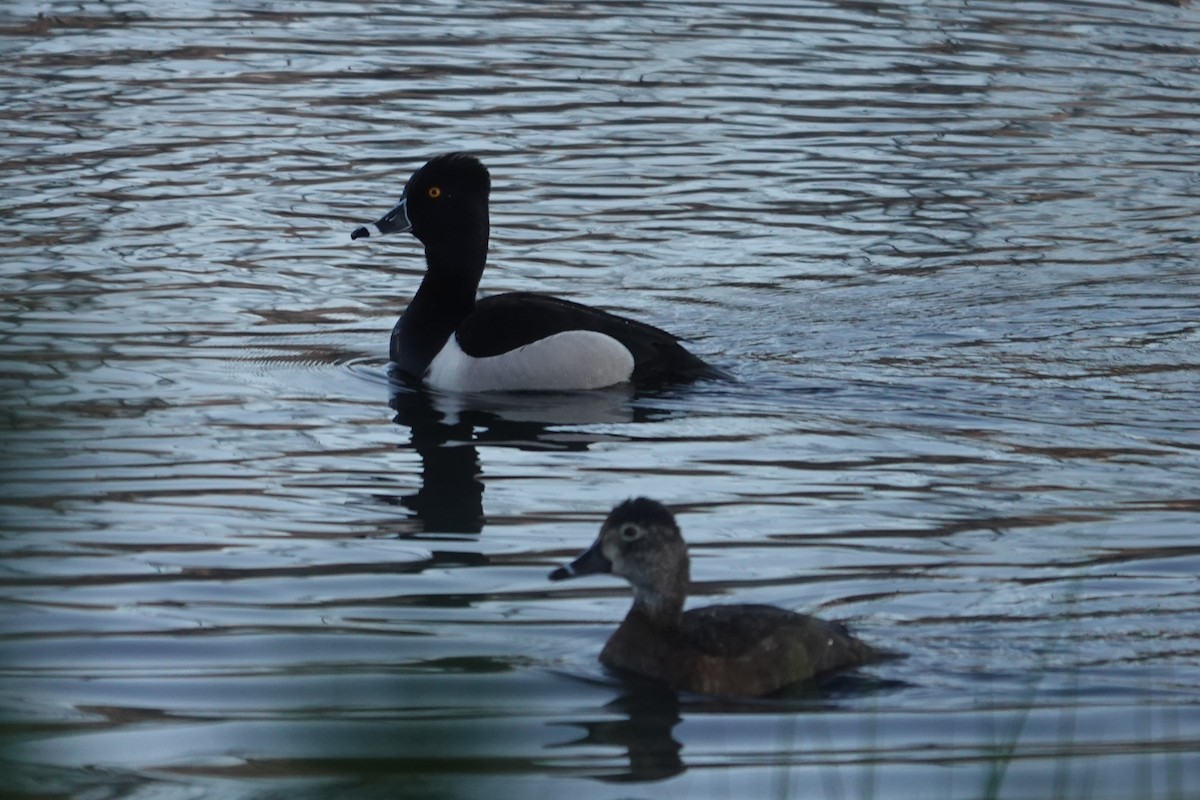 Ring-necked Duck - ML619892416