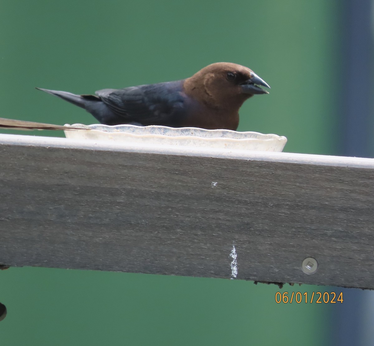 Brown-headed Cowbird - ML619892430