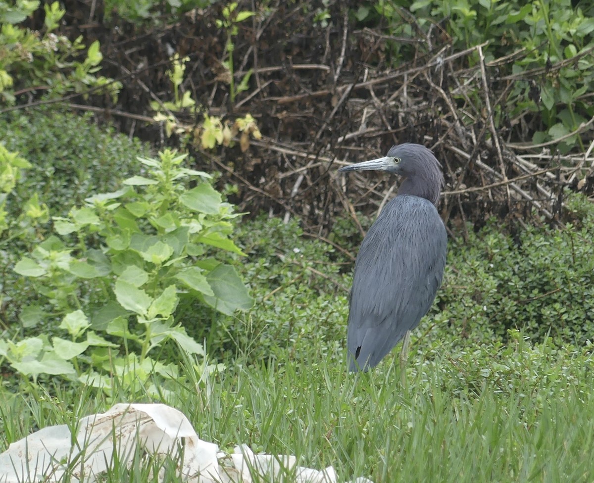 Little Blue Heron - ML619892431