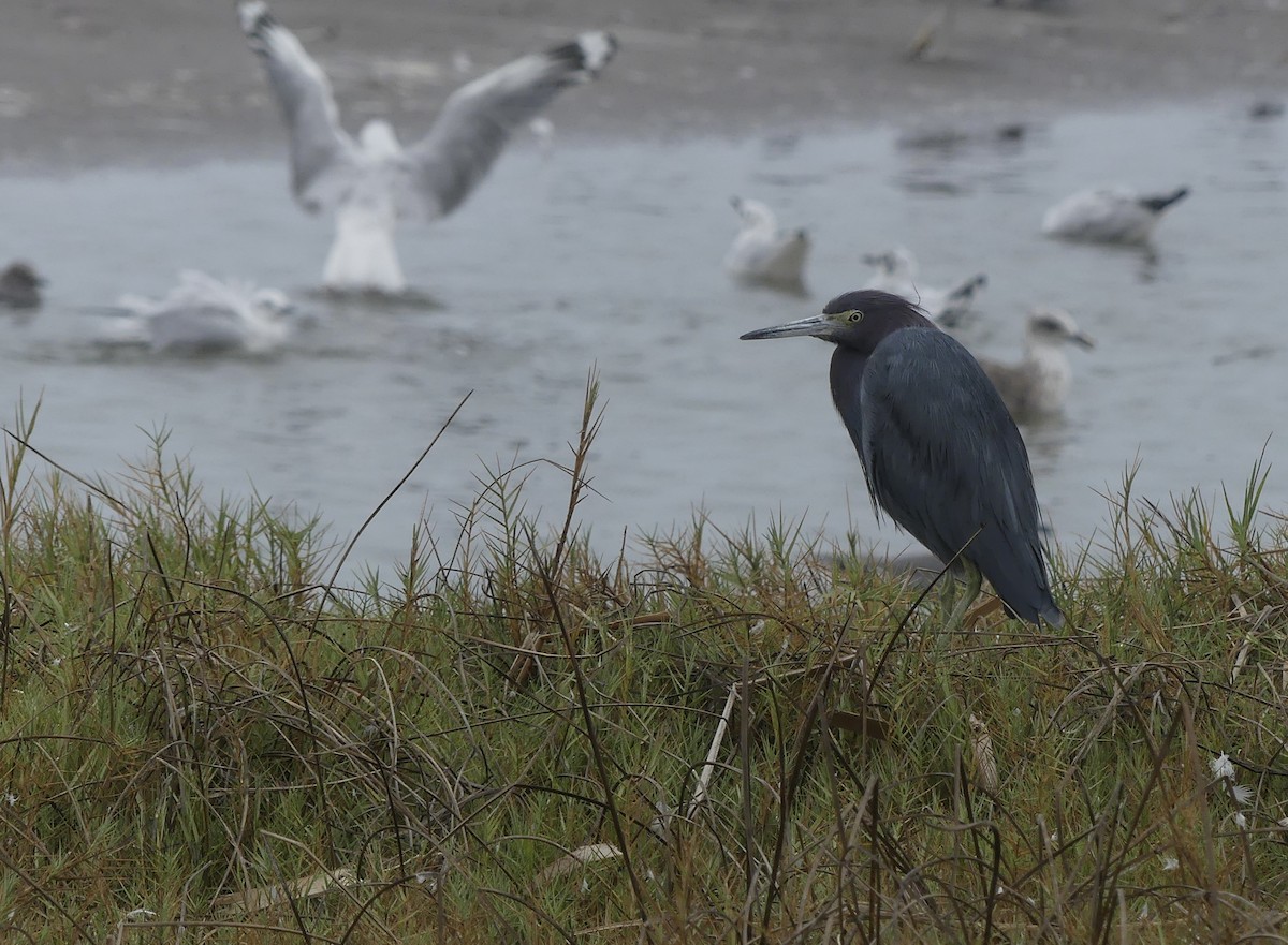 Little Blue Heron - ML619892433