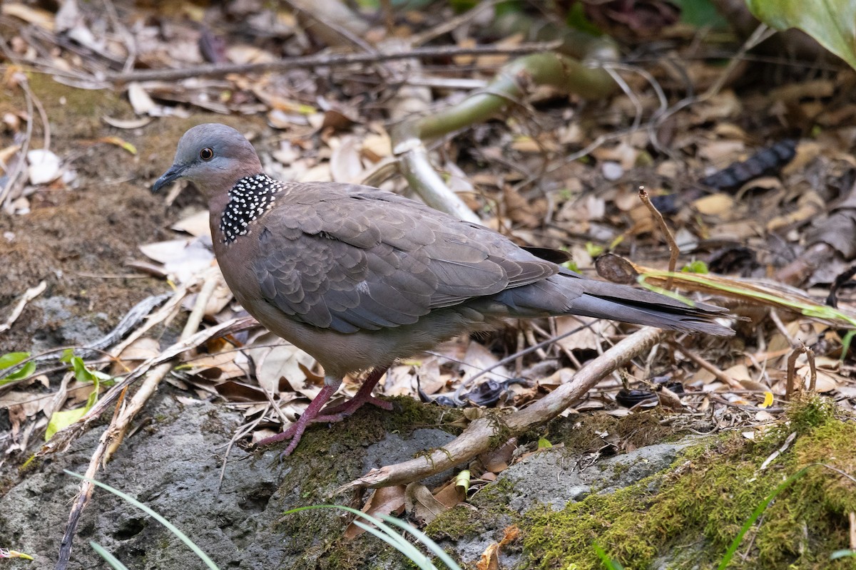 Spotted Dove - ML619892434