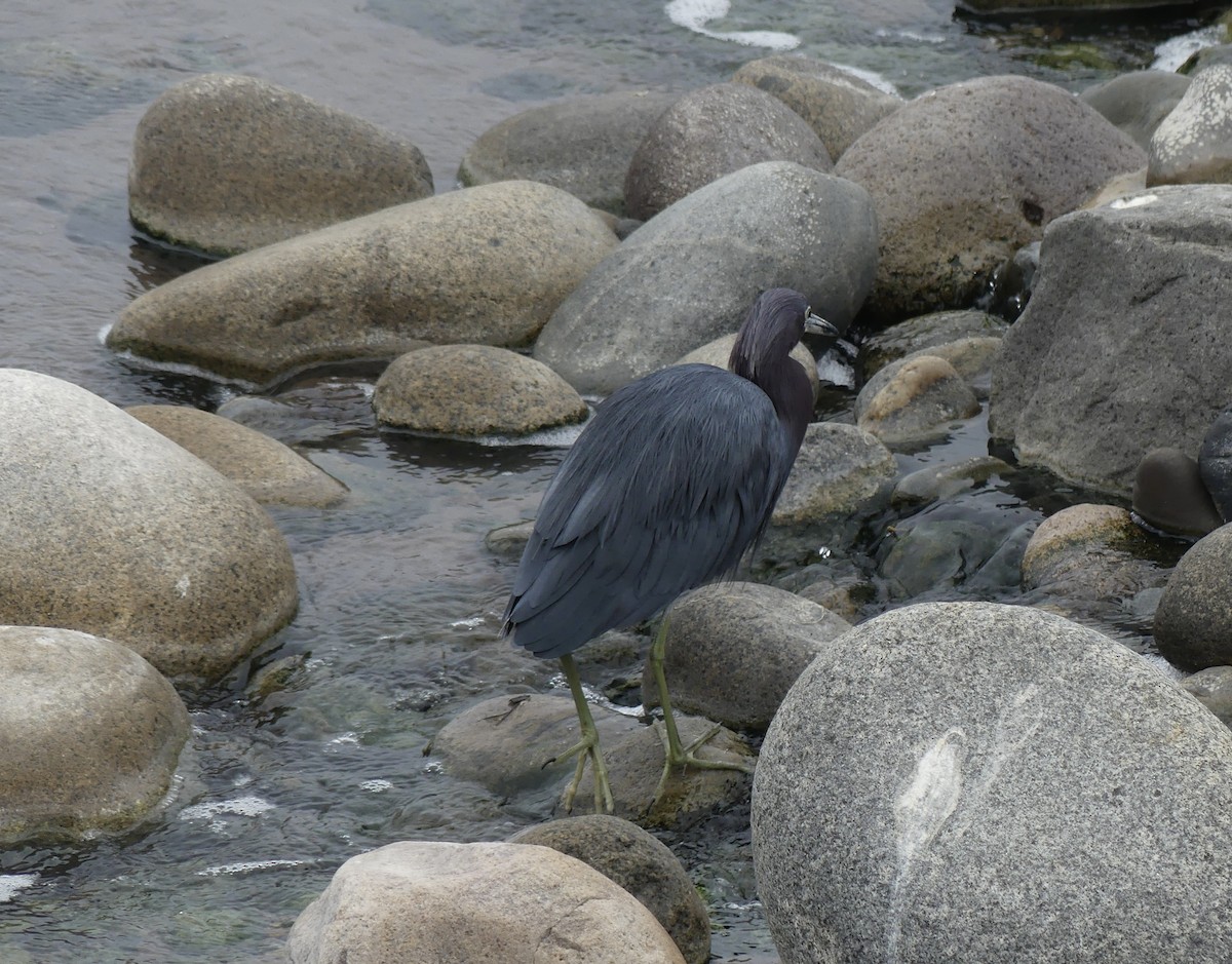 Little Blue Heron - ML619892436