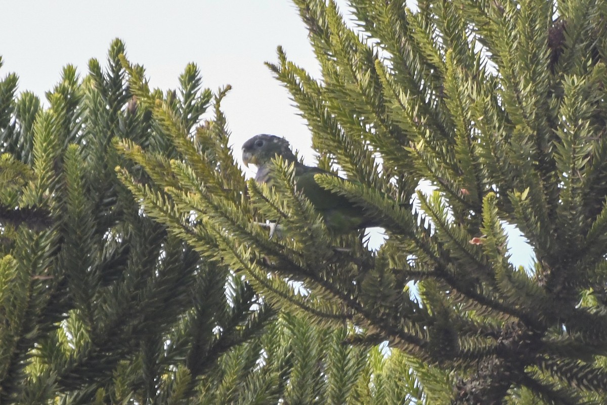 Scaly-headed Parrot - Fernando Paludo