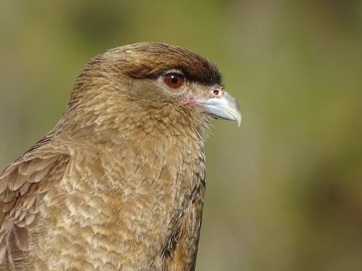 Caracara Chimango - ML619892464