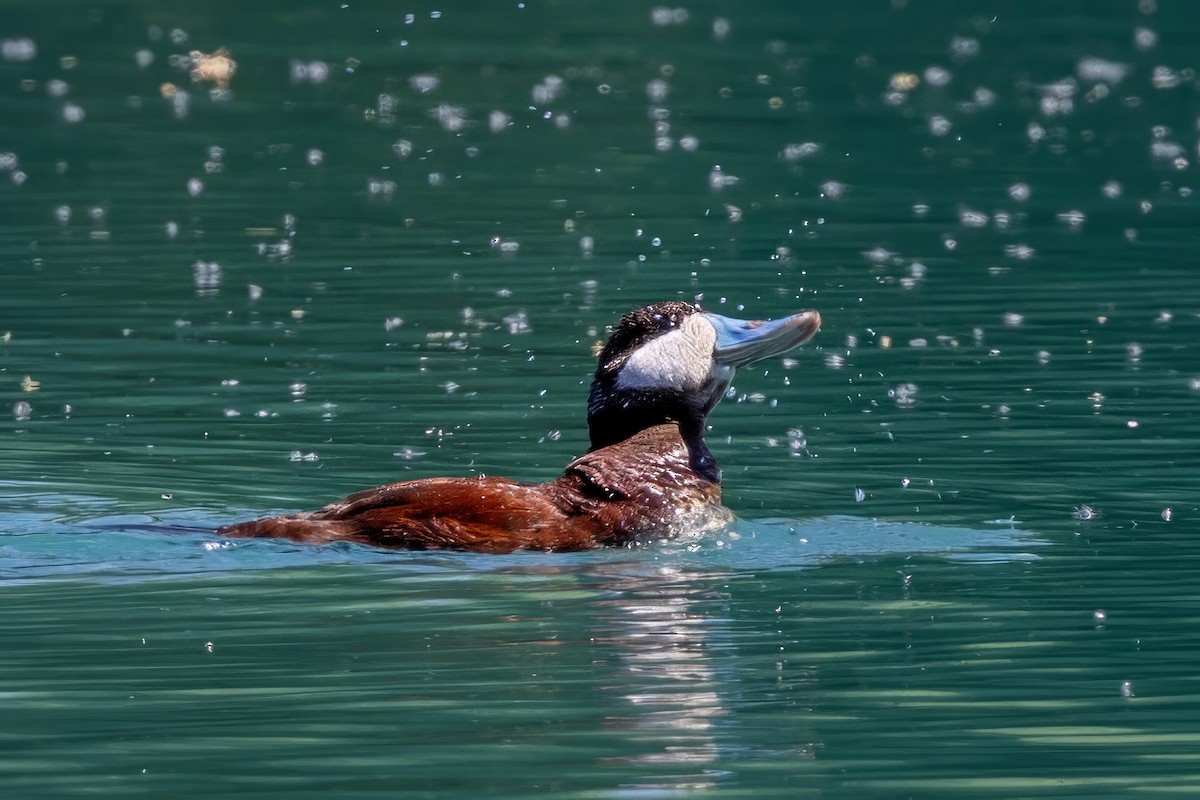 Ruddy Duck - ML619892467