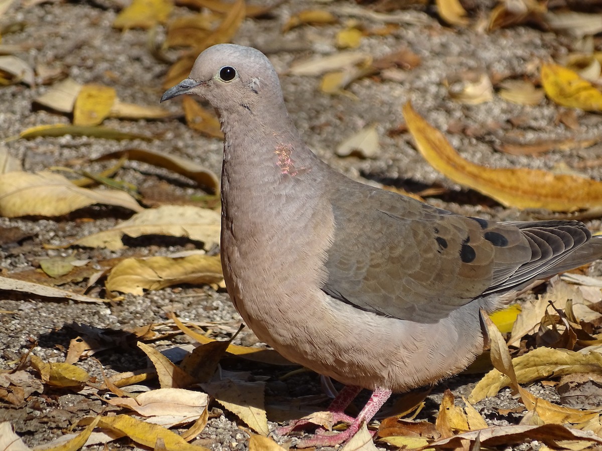 Eared Dove - ML619892474