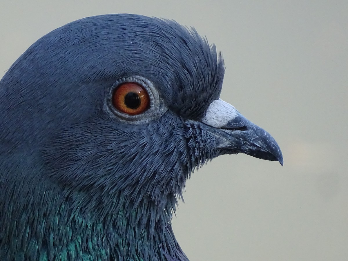 Rock Pigeon (Feral Pigeon) - ML619892489