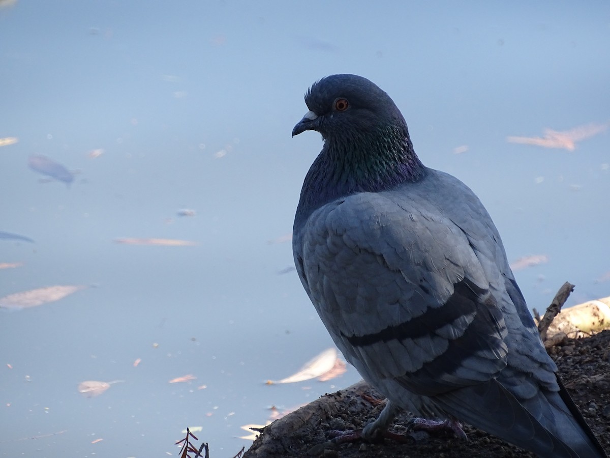 Rock Pigeon (Feral Pigeon) - ML619892496