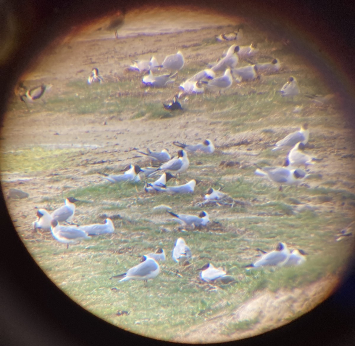 Mouette rieuse - ML619892504