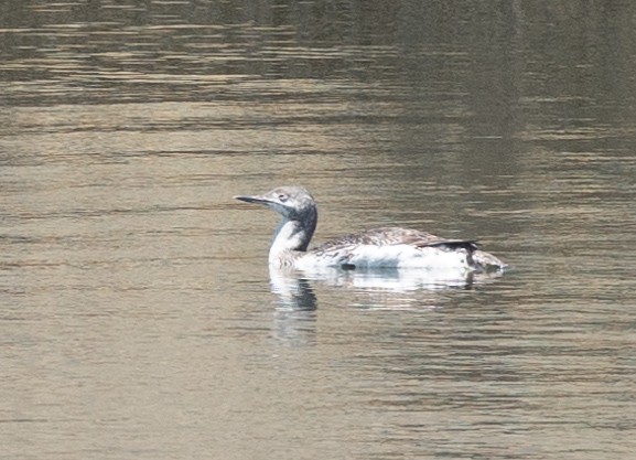 Red-throated Loon - ML619892512