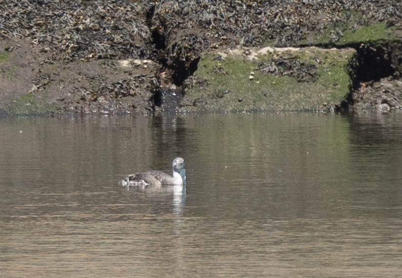 Red-throated Loon - ML619892513