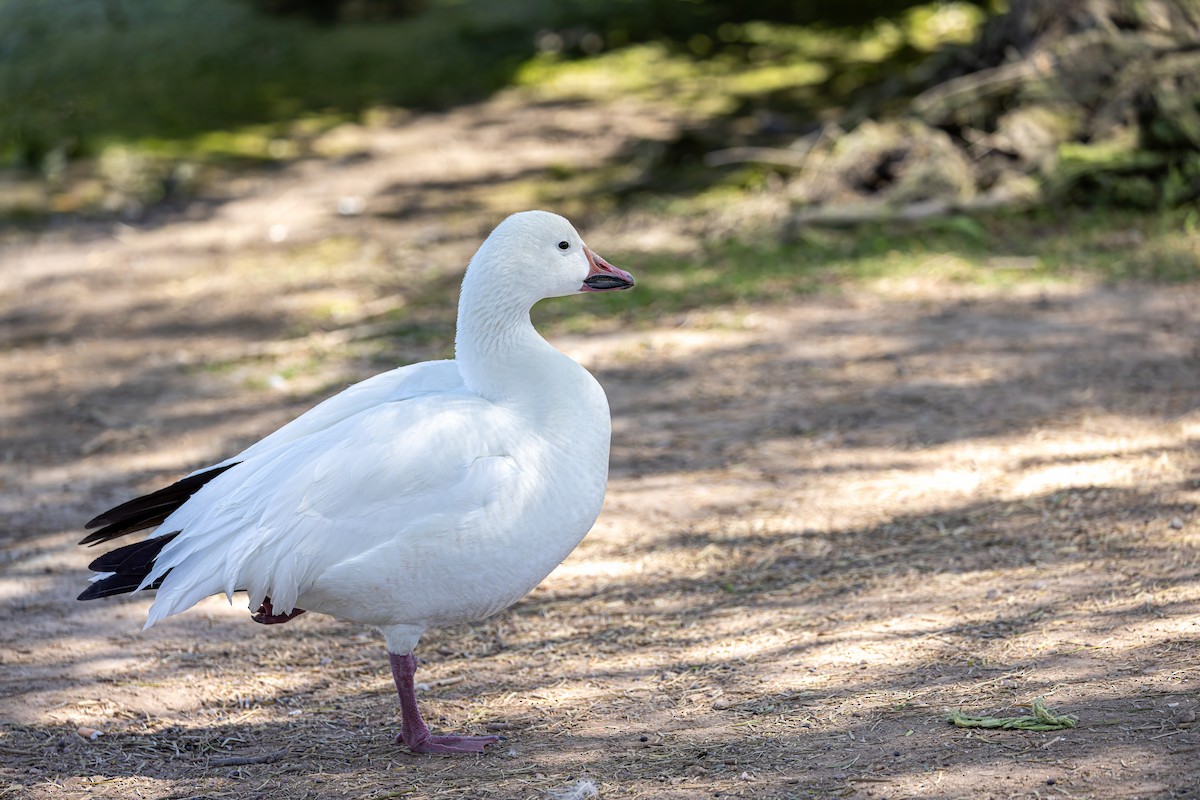 Snow Goose - ML619892516