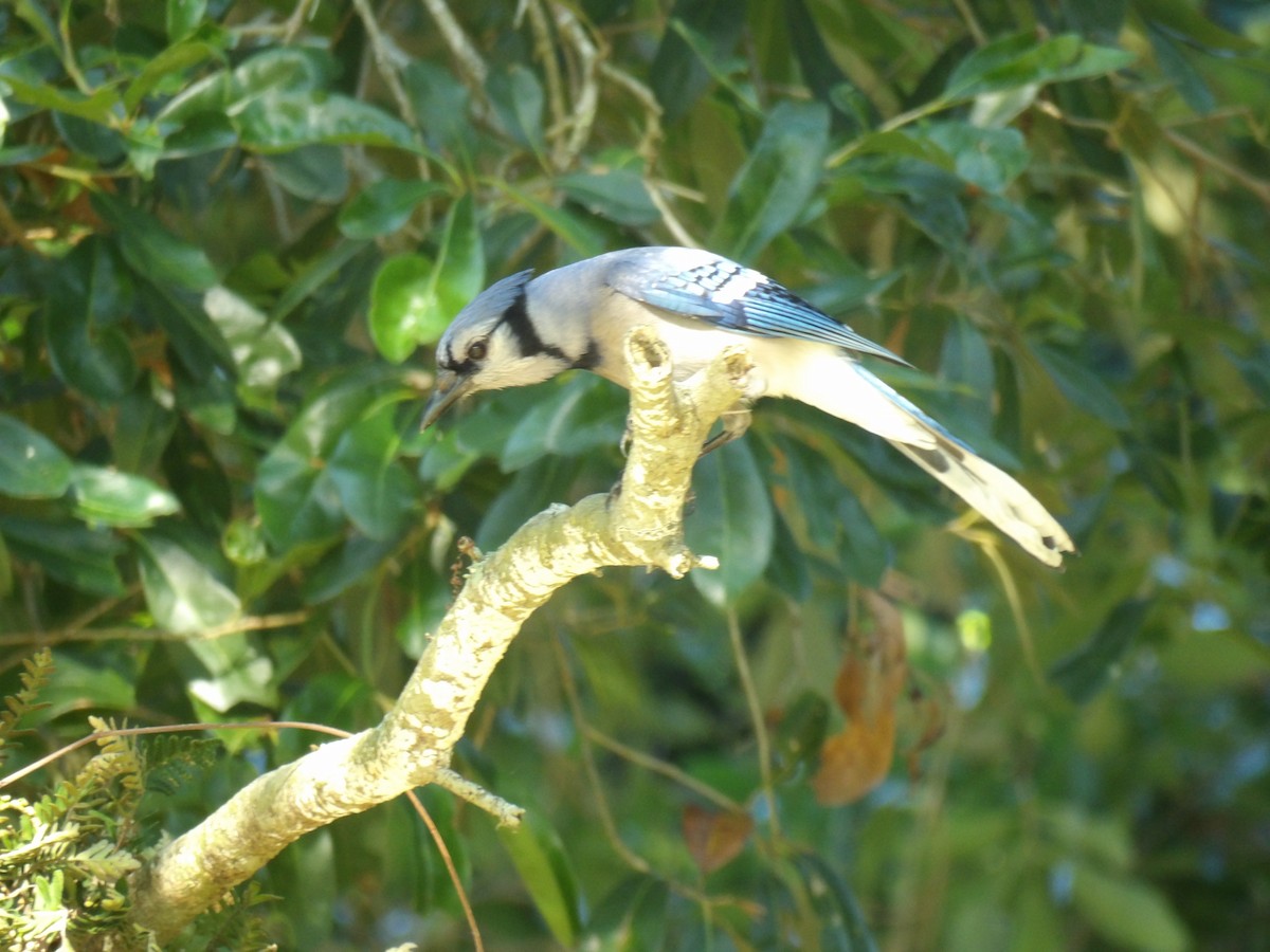 Blauhäher - ML619892528