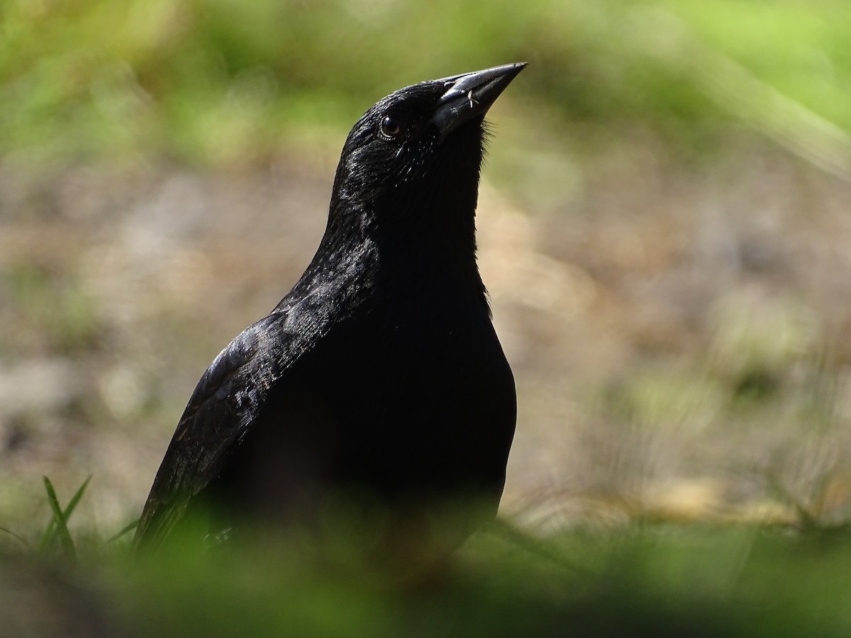 patagoniatrupial - ML619892543