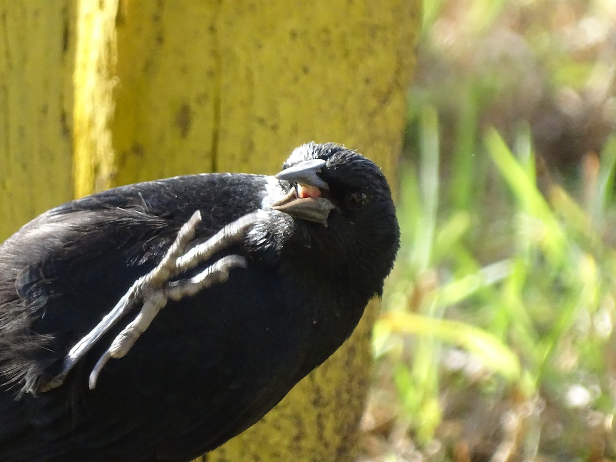 patagoniatrupial - ML619892554