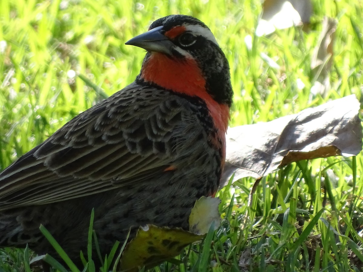 Long-tailed Meadowlark - ML619892559