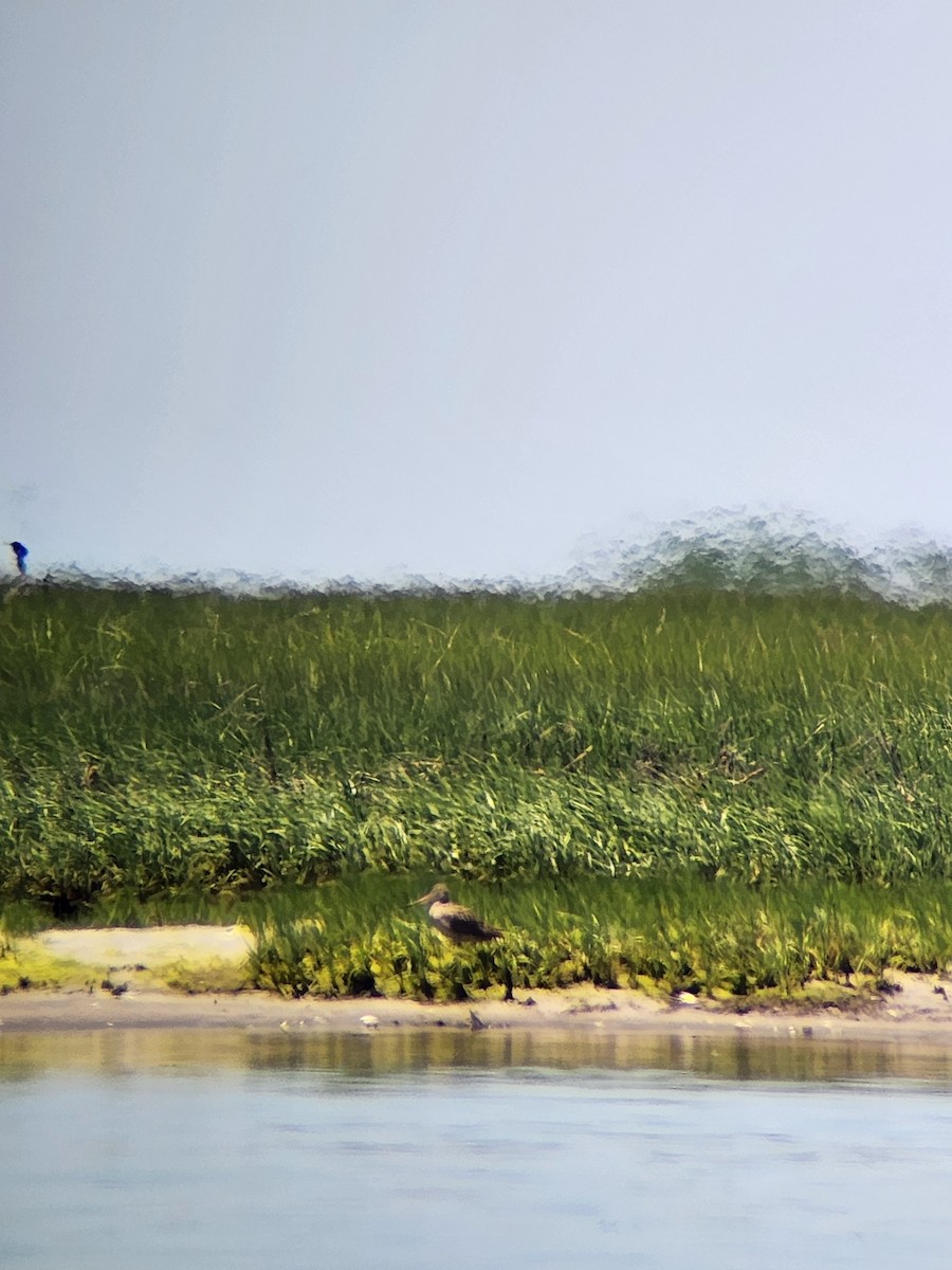 Marbled Godwit - ML619892561