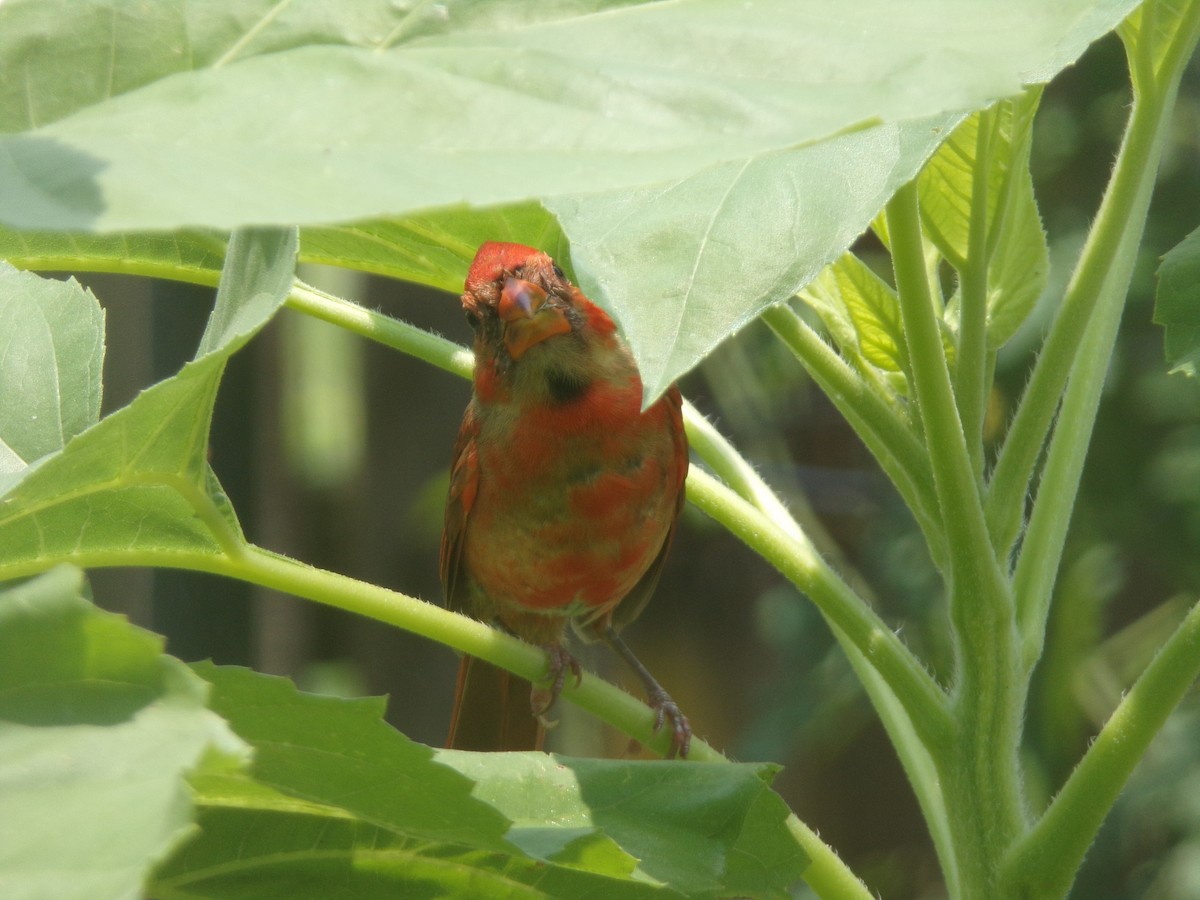 Northern Cardinal - ML619892564