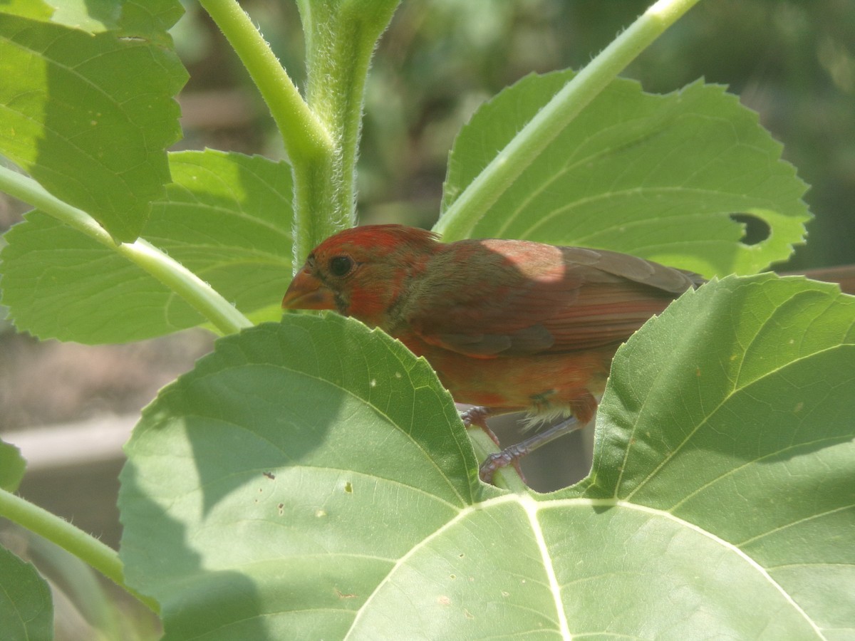 Northern Cardinal - ML619892565