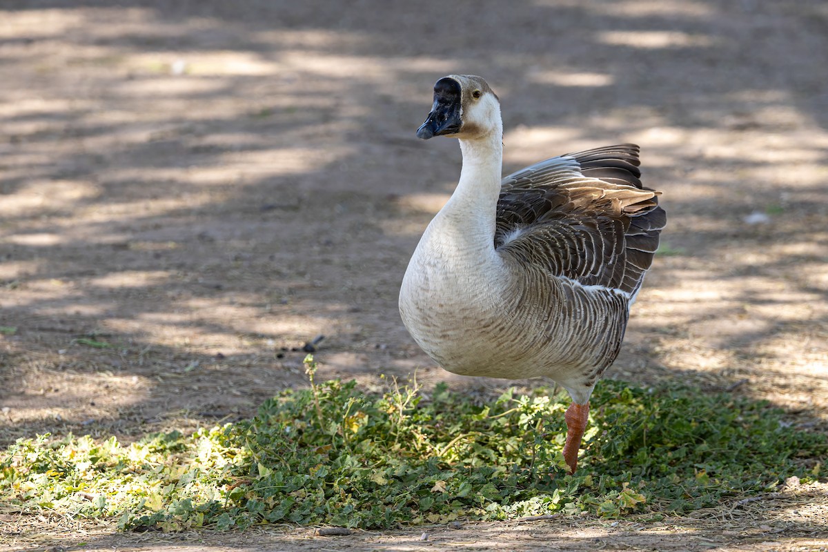 Swan Goose (Domestic type) - ML619892572