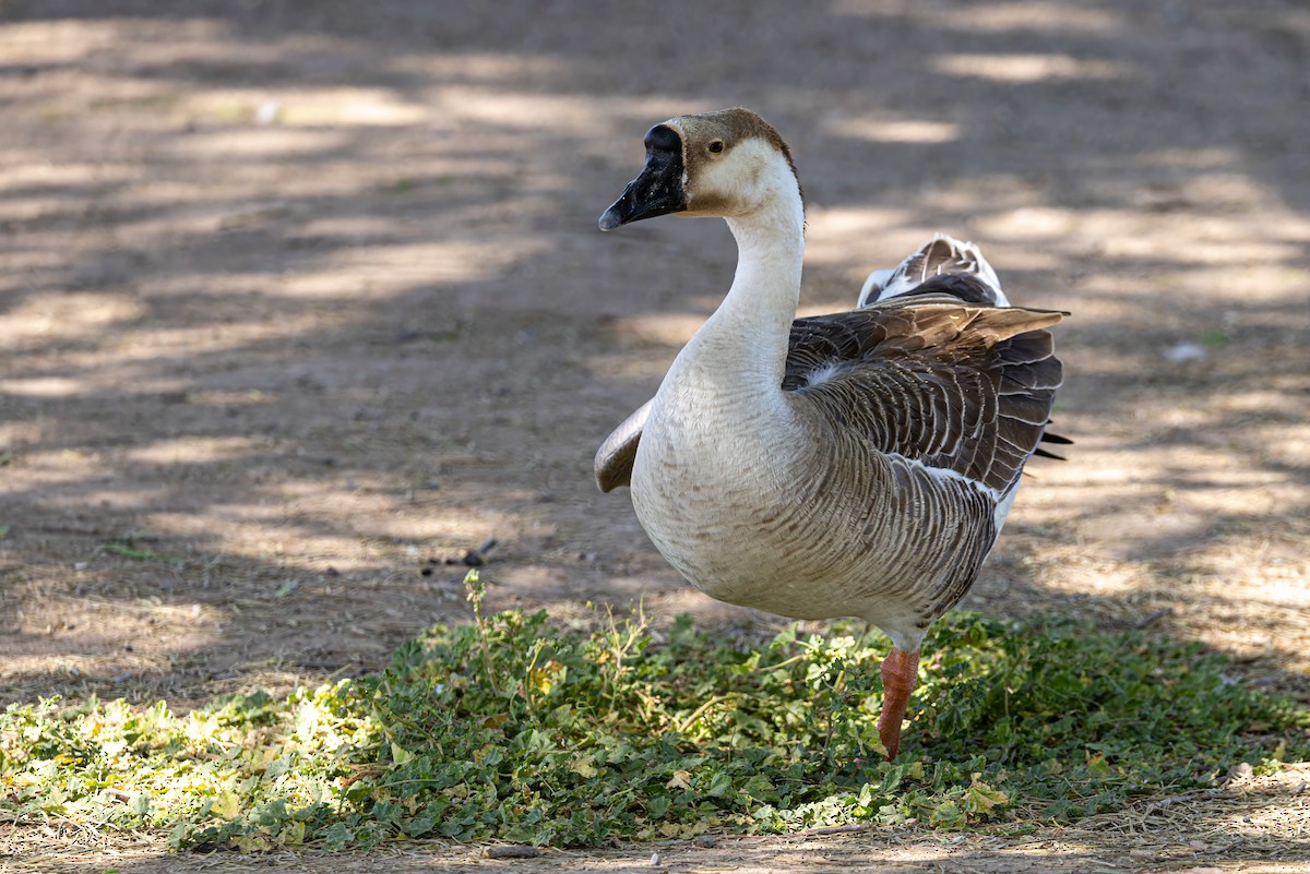 Swan Goose (Domestic type) - ML619892583