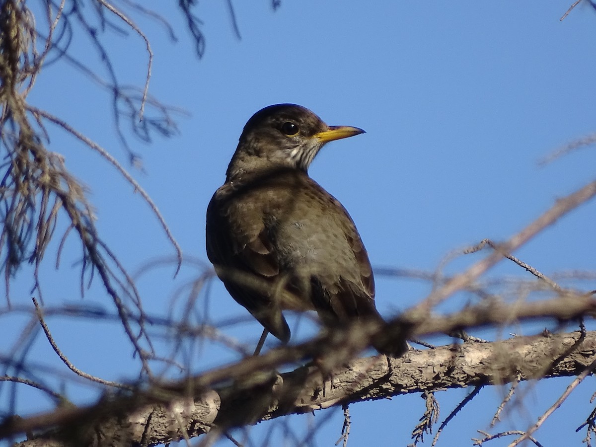 Austral Thrush - ML619892592