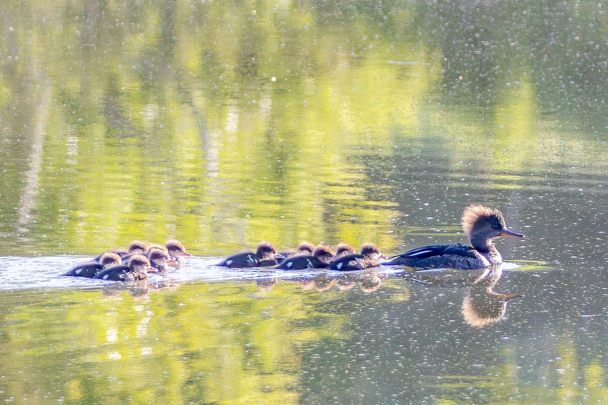 Hooded Merganser - ML619892598