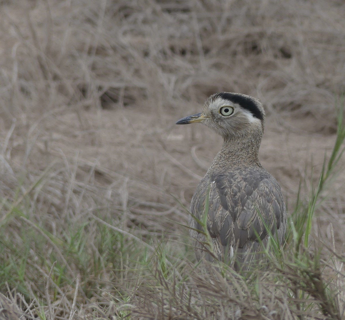 Peruvian Thick-knee - joaquin vial