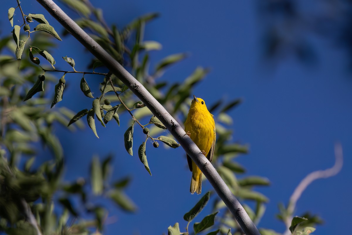 Yellow Warbler (Northern) - ML619892611