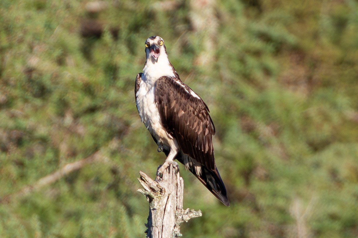 Águila Pescadora - ML619892612